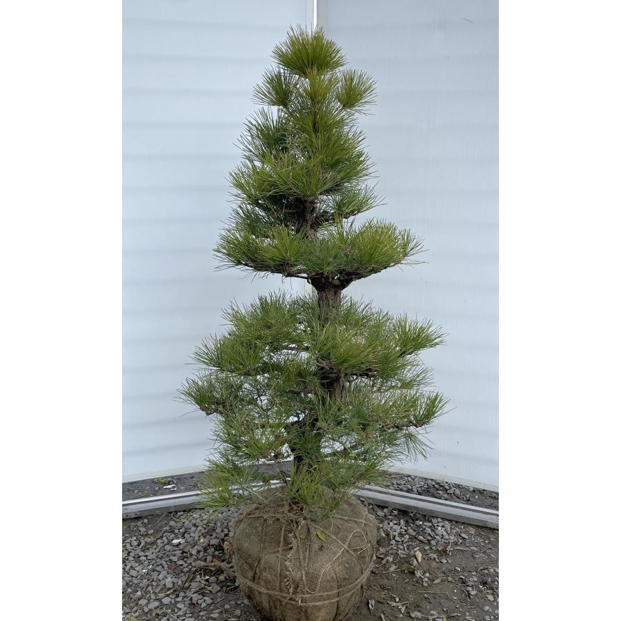 黒松　60センチ 黒松 高さ75〜80センチ