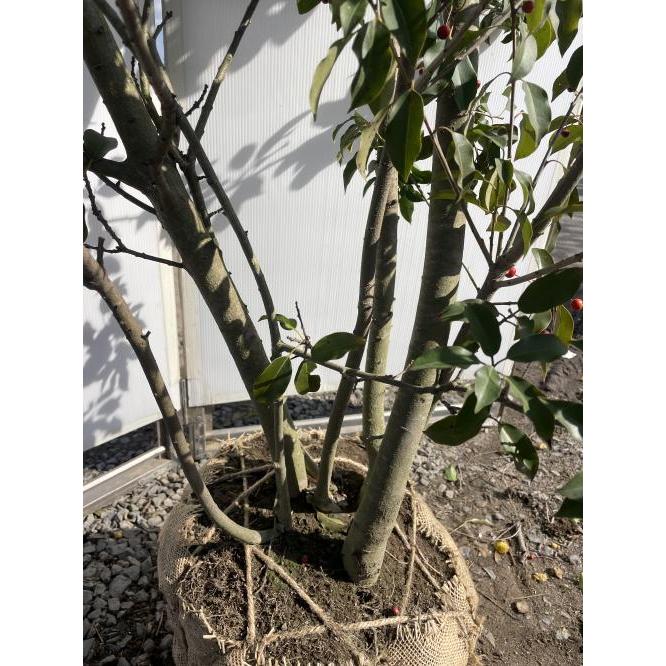 ソヨゴの木 5本株立ち 約2.5m 現品発送 メス株 一点物 豪華株