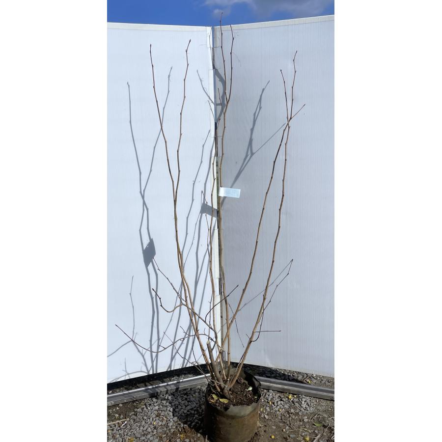 マルバノキ 6本株立ち 2m 現品発送 マルバの木 超特大株 植木 苗木