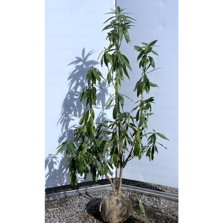 西洋シャクナゲ スーパーロディ 株立ち 約1.6m 現品発送 超特大株