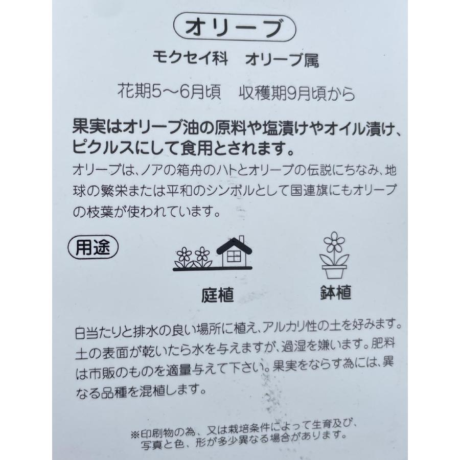 オリーブの木　シプレッシーノ　約2.4m　現品発送　超特大株　植木　苗木　大苗　チプレッシーノ　チプレシーノ　常緑樹　送料無料｜daifukujyubyou｜04