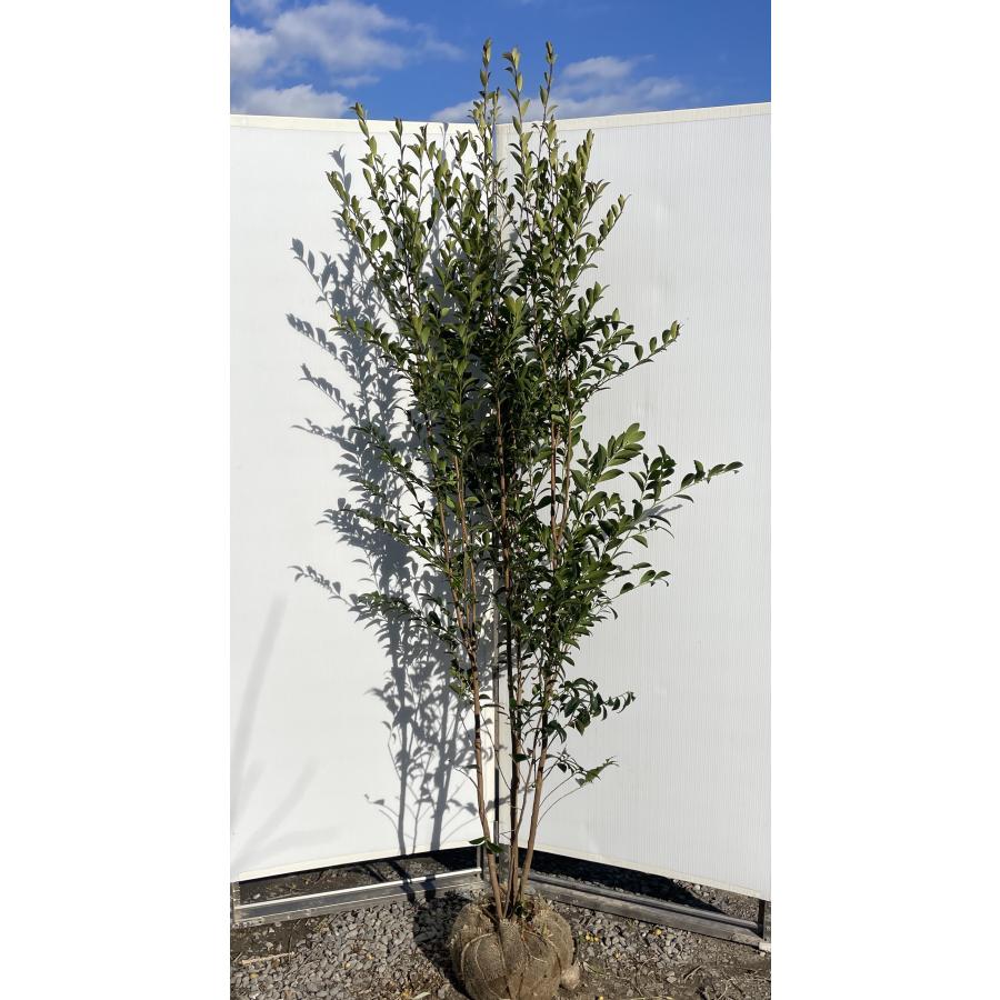 姫榊 ヒサカキ 株立ち 約2m 現品販売 特大株 植木 苗木 大苗 姫榊 ヒサカキ 株立ち 約2m 現品販売 特大株 植木 苗木 大苗