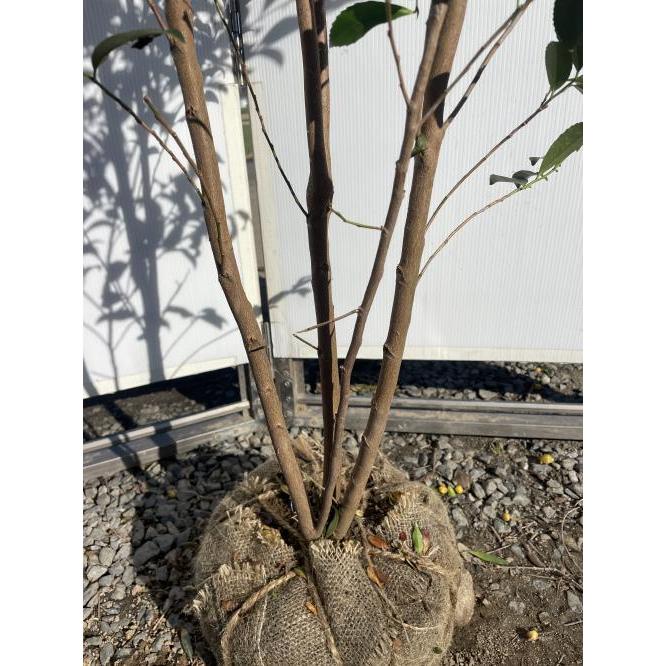 姫榊 ヒサカキ 株立ち 約2m 現品販売 特大株 植木 苗木 大苗 姫榊 ヒサカキ 株立ち 約2m 現品販売 特大株 植木 苗木 大苗