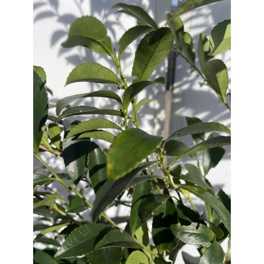 姫榊 ヒサカキ 株立ち 約2m 現品販売 特大株 植木 苗木 大苗 姫榊 ヒサカキ 株立ち 約2m 現品販売 特大株 植木 苗木 大苗