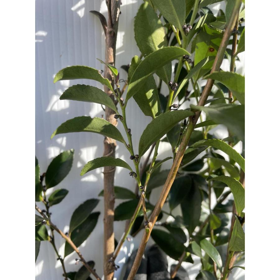 姫榊 ヒサカキ 株立ち 約2m 現品販売 特大株 植木 苗木 大苗 姫榊 ヒサカキ 株立ち 約2m 現品販売 特大株 植木 苗木 大苗
