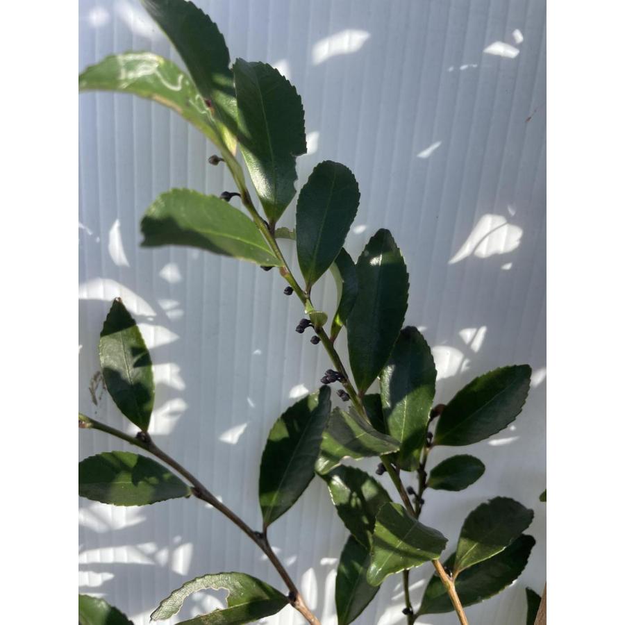 姫榊 ヒサカキ 株立ち 約2m 現品販売 特大株 植木 苗木 大苗 姫榊 ヒサカキ 株立ち 約2m 現品販売 特大株 植木 苗木 大苗