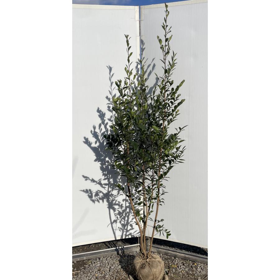 姫榊 ヒサカキ 株立ち 約1.9m 現品販売 特大株 植木 苗木 大苗 姫榊 ヒサカキ 株立ち 約1.9m 現品販売 特大株 植木 苗木 大苗
