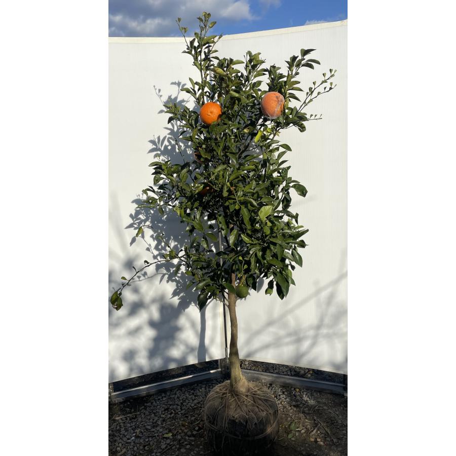みかんの木 橙 ダイダイ 約1.9m 現品発送 特大株 植木苗木 代々 ビター