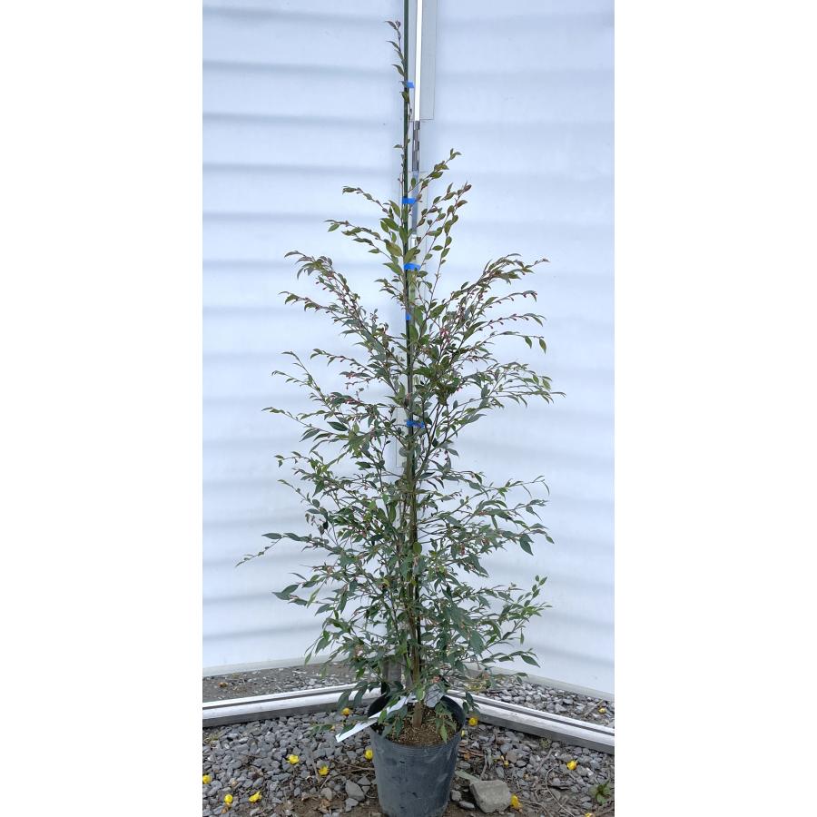 特許取得 しだれ椿の木 エリナ 約1.6m 現品発送 特大株 植木苗木大苗