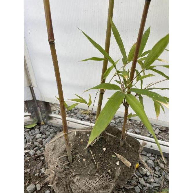 大名竹 株立ち 約1.8m 現品発送 特大株 植木苗木大苗 ダイミョウ 大名竹 株立ち 約1.8m 現品発送 特大株 植木苗木大苗 ダイミョウ