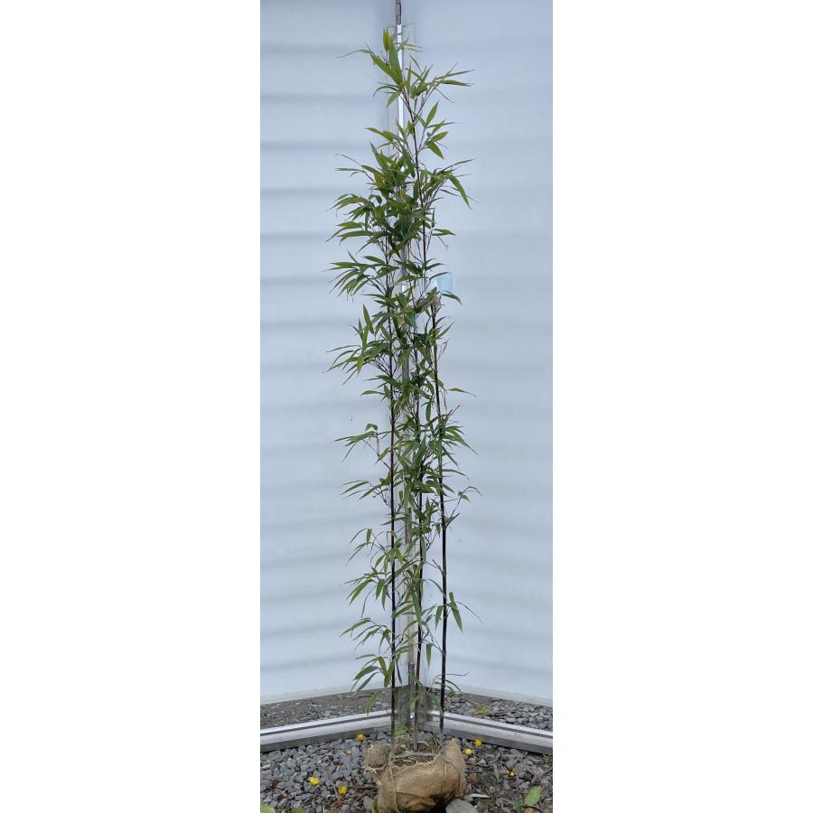 黒竹 株立ち 約1.7m 現品発送 特大株 植木苗木大苗 クロチク シンボルツリー 常緑樹 送料無料 : 大福樹苗園 - 通販 - Yahoo ...