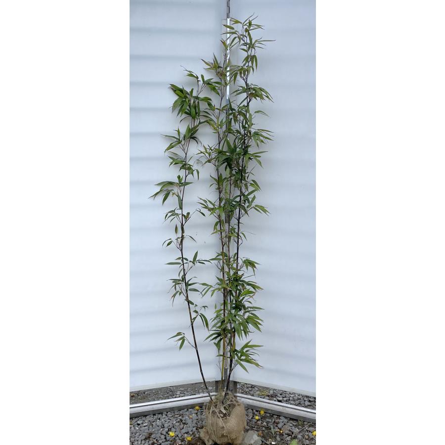 黒竹 株立ち 約1.7m 現品発送 特大株 植木苗木大苗 クロチク シンボルツリー 常緑樹 送料無料 : 大福樹苗園 - 通販 - Yahoo ...