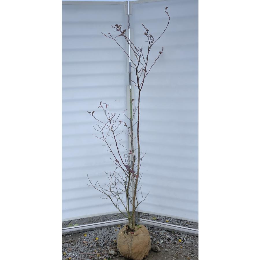 ブルーベリー苗 ミスティ大苗 ブルーベリー苗 ミスティ大苗2本セット