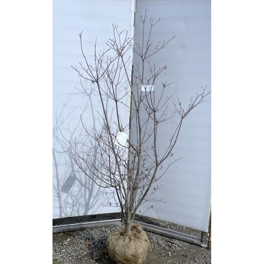 引き取り限定　ドウダンツツジ　大苗 紅ドウダンツツジ 株立ち 約1.8m 現品発送 特大株 植木苗木大苗 紅