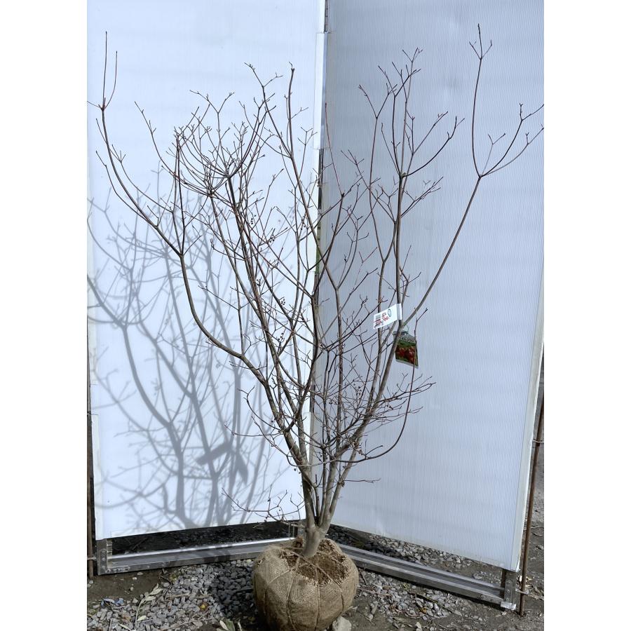 紅ドウダンツツジ 株立ち 約1.6m 現品発送 特大株 植木苗木大苗 紅ドウダンツツジ 株立ち 約1.6m 現品発送 特大株 植木苗木大苗