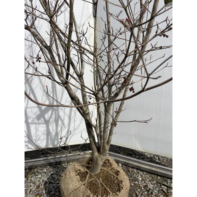 紅ドウダンツツジ 株立ち 約1.6m 現品発送 特大株 植木苗木大苗 紅ドウダンツツジ 株立ち 約1.6m 現品発送 特大株 植木苗木大苗