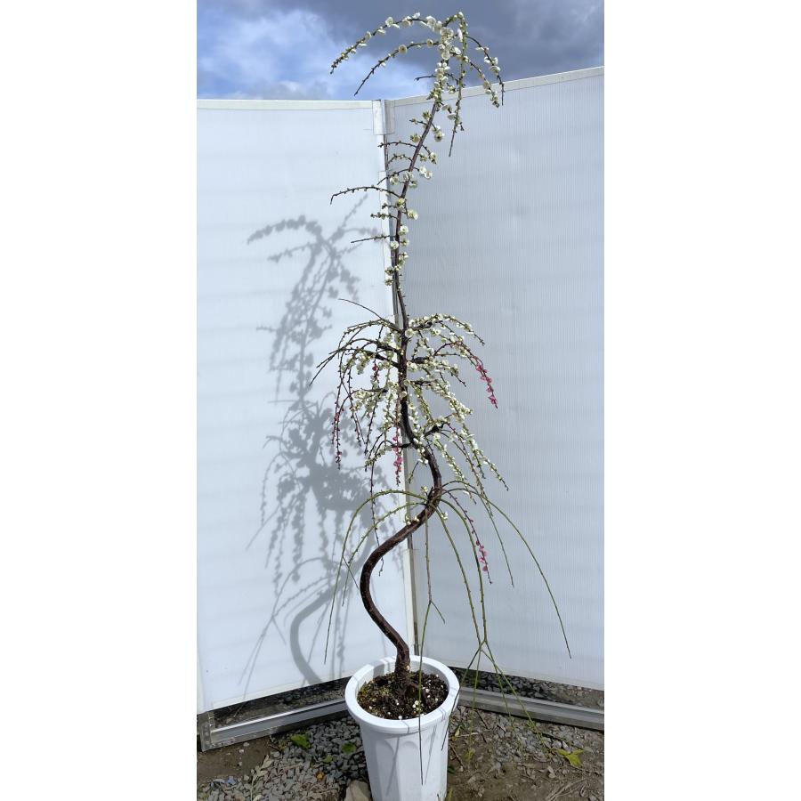 紅白しだれ梅 約2m 現品発送 美樹形株 特大株 植木 苗木 大苗 枝垂れ