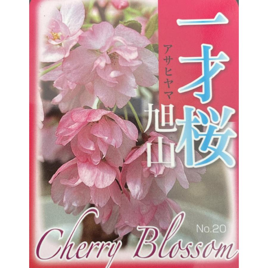 一才桜旭山 株立ち 約1.2m 現品発送 特大株 植木 苗木 大苗 一才桜旭山 株立ち 約1.2m 現品発送 特大株 植木 苗木 大苗