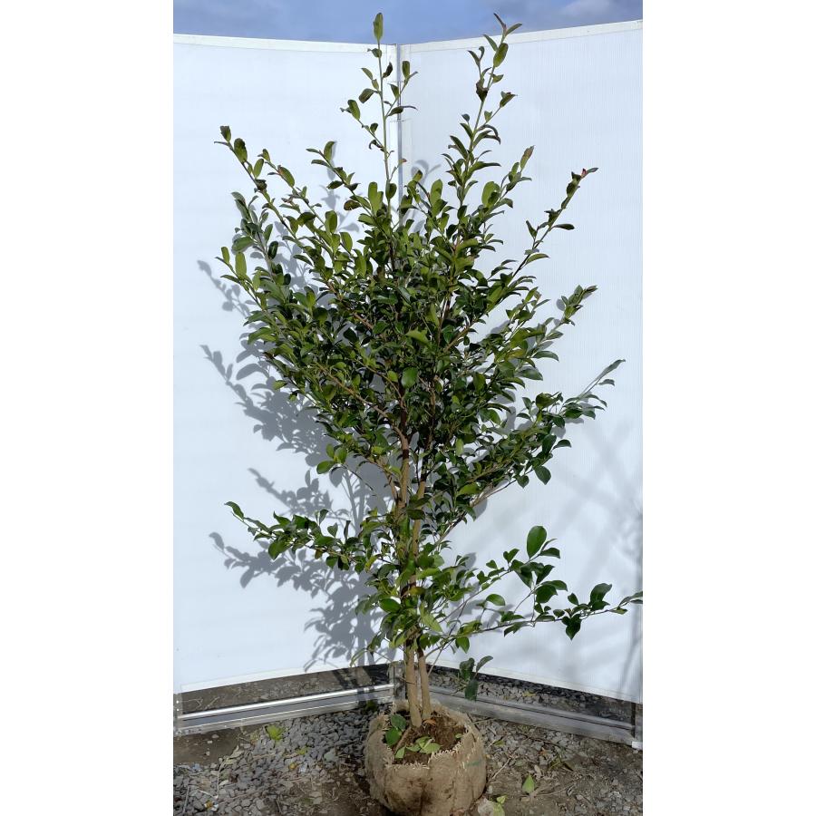 サカキ 榊 サカキ 約1.9m 現品販売 特大株 植木 苗木 大苗 榊の木 本榊