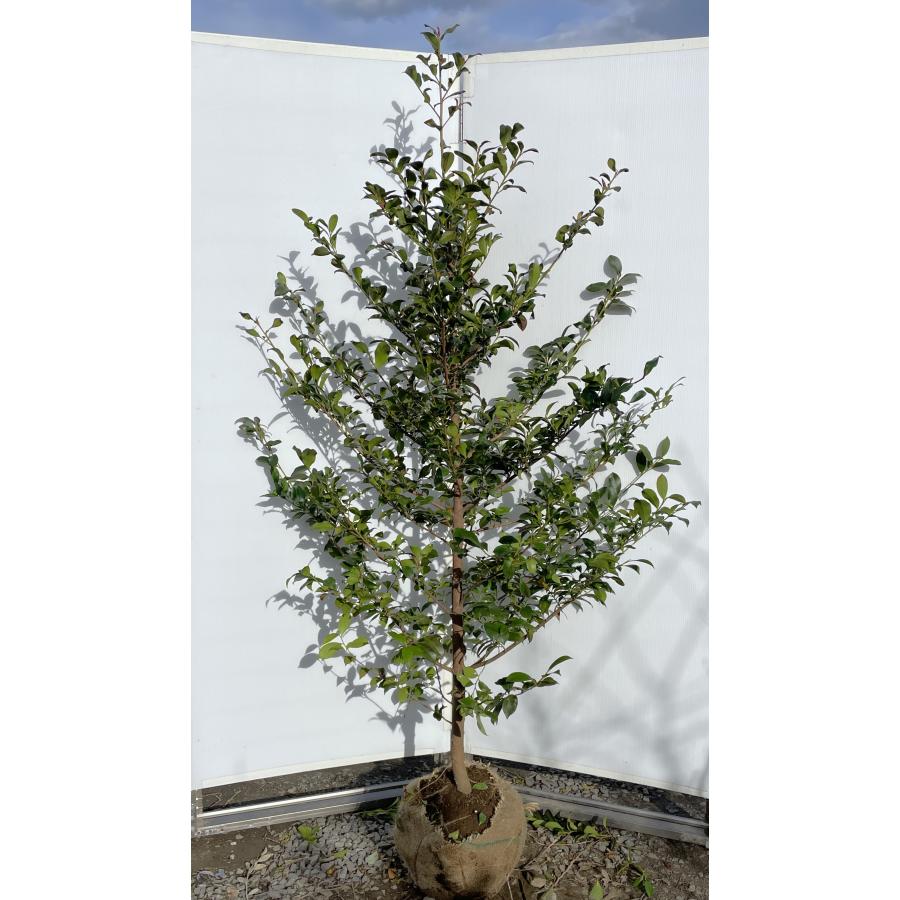 榊 サカキ 約2m 現品販売 特大株 植木 苗木 大苗 榊の木 本榊 常緑樹