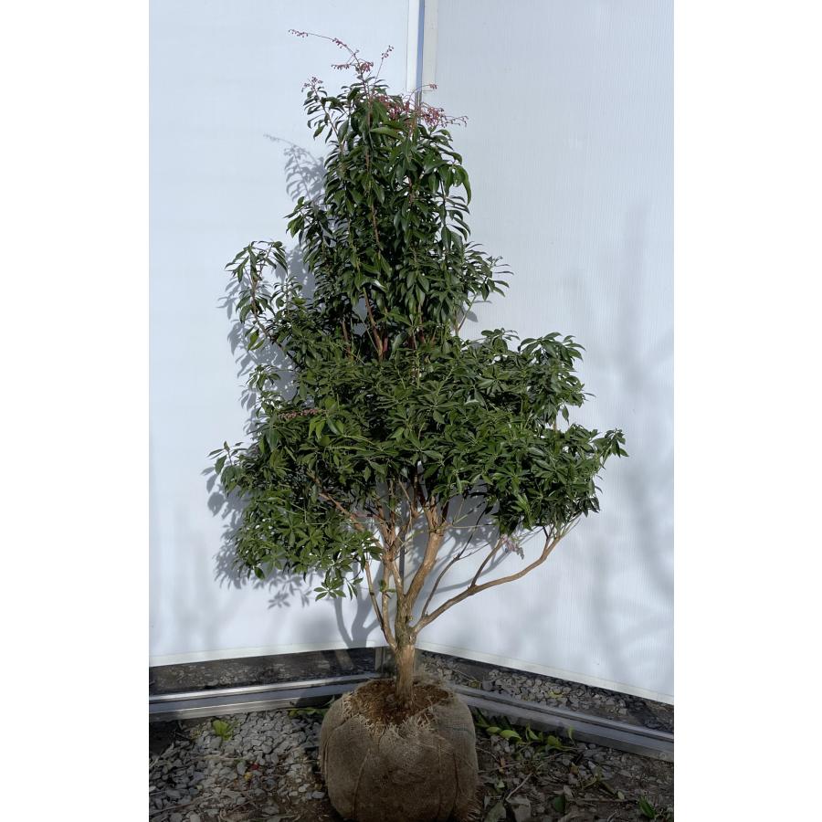 紅アセビ ピンク花 株立ち 1.4m 現品発送 植木 苗木 大苗 紅アセビ