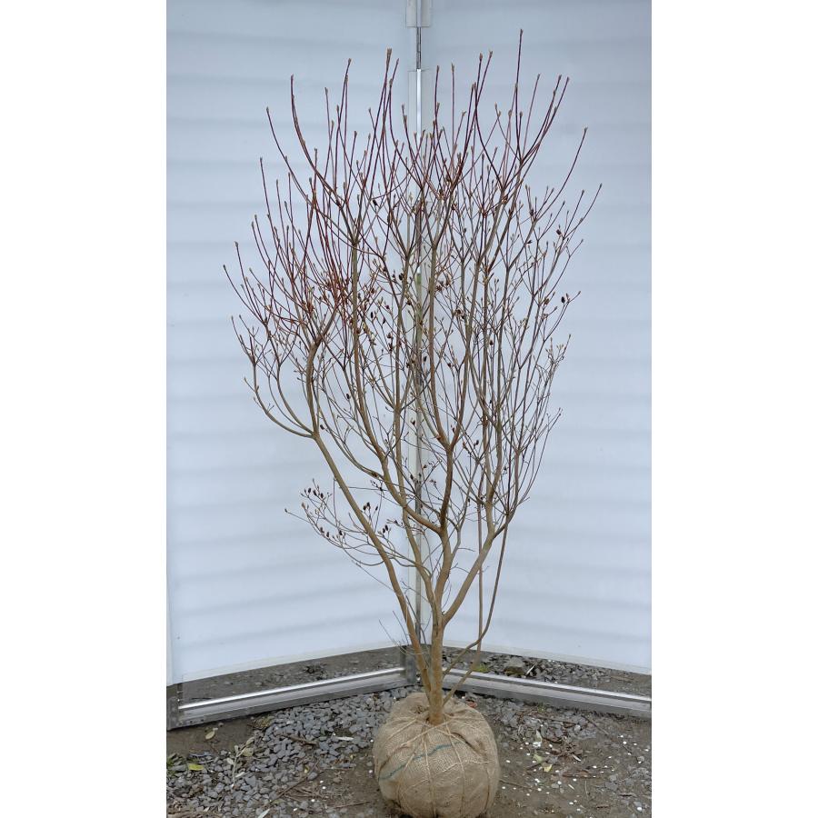白花ミツバツツジ 約1.9m 現品発送 特大植木苗木 白三つ葉ツツジ