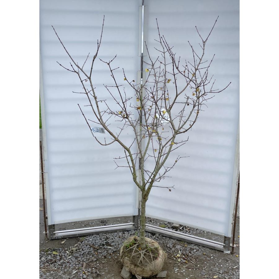 満月ロウバイ 約1.7m 現品発送 超特大株 植木苗木大苗 満月蝋梅 冬に