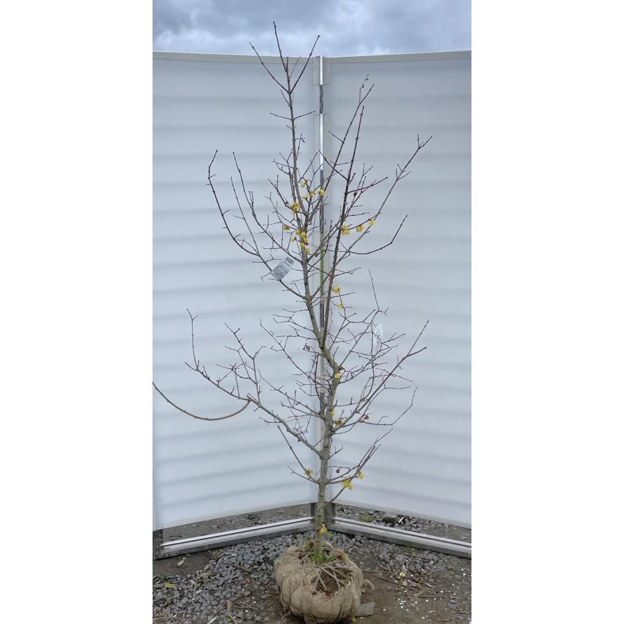 満月ロウバイ 約2m 現品発送 超特大株 植木苗木大苗 満月蝋梅 冬に