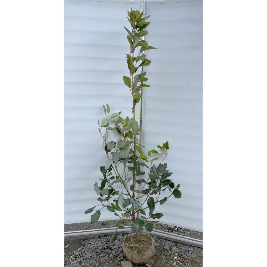 ロドレイアの木 約1.8m 現品発送 特大株 植木 苗木 大苗 シャクナゲ