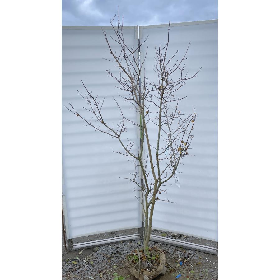 満月ロウバイ 株立ち 約2m 現品発送 特大株 植木 苗木 大苗 満月蝋梅