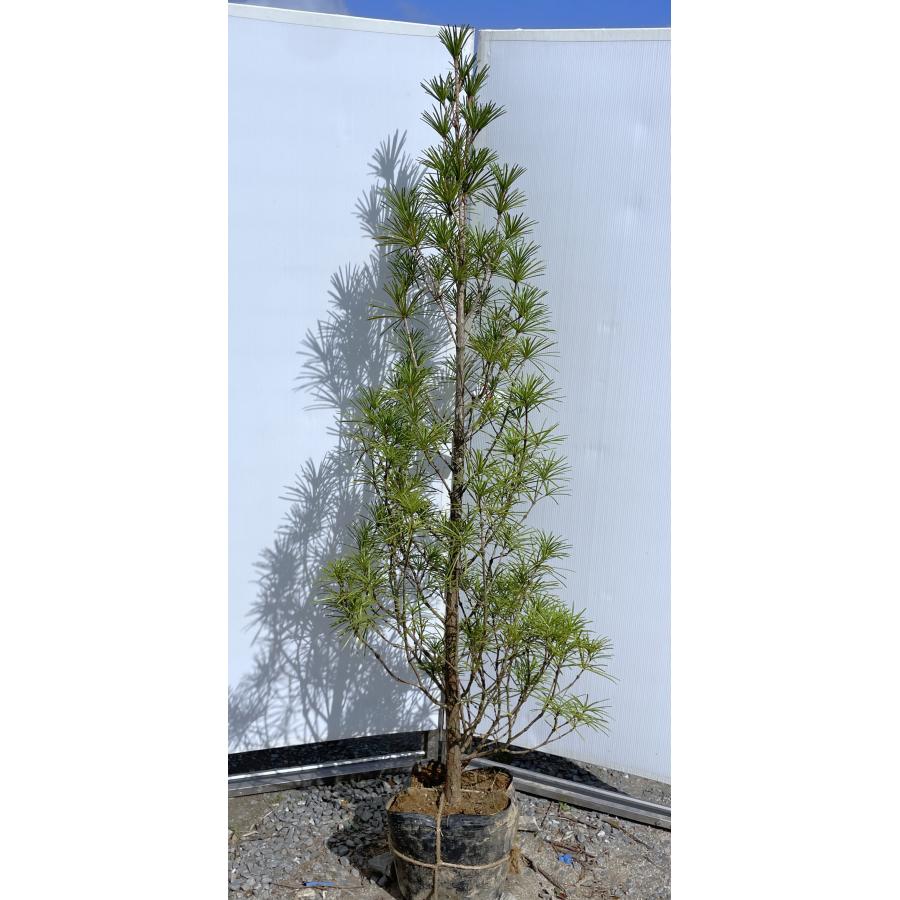 高野槇 コウヤマキ 約2m 現品発送 特大株 植木 苗木 大苗 高野槇 コウヤマキ 約2m 現品発送 特大株 植木 苗木 大苗