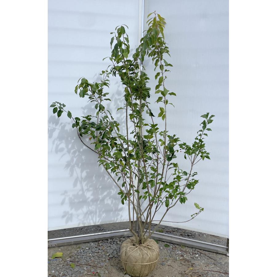 ソヨゴ/大株【現品発送】管理70706 ソヨゴ/大株【現品発送】管理70706 ソヨゴのおすすめ人気商品一覧 通販