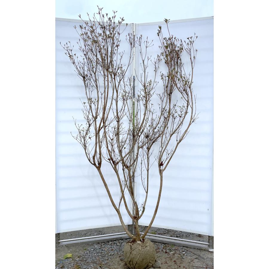 本霧島ツツジ 6本株立ち 約2m 現品発送 超特大株 大苗植木苗木