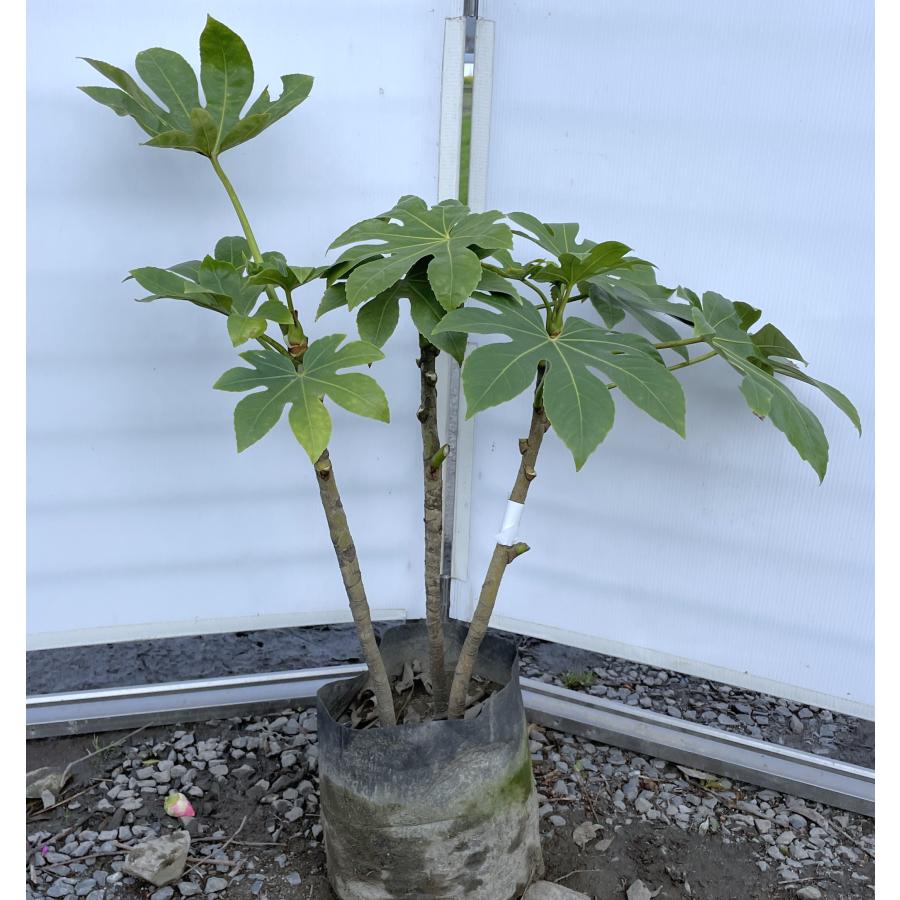 八つ手 ヤツデ 株立ち 約70cm 現品発送 特大苗木 大苗 八手