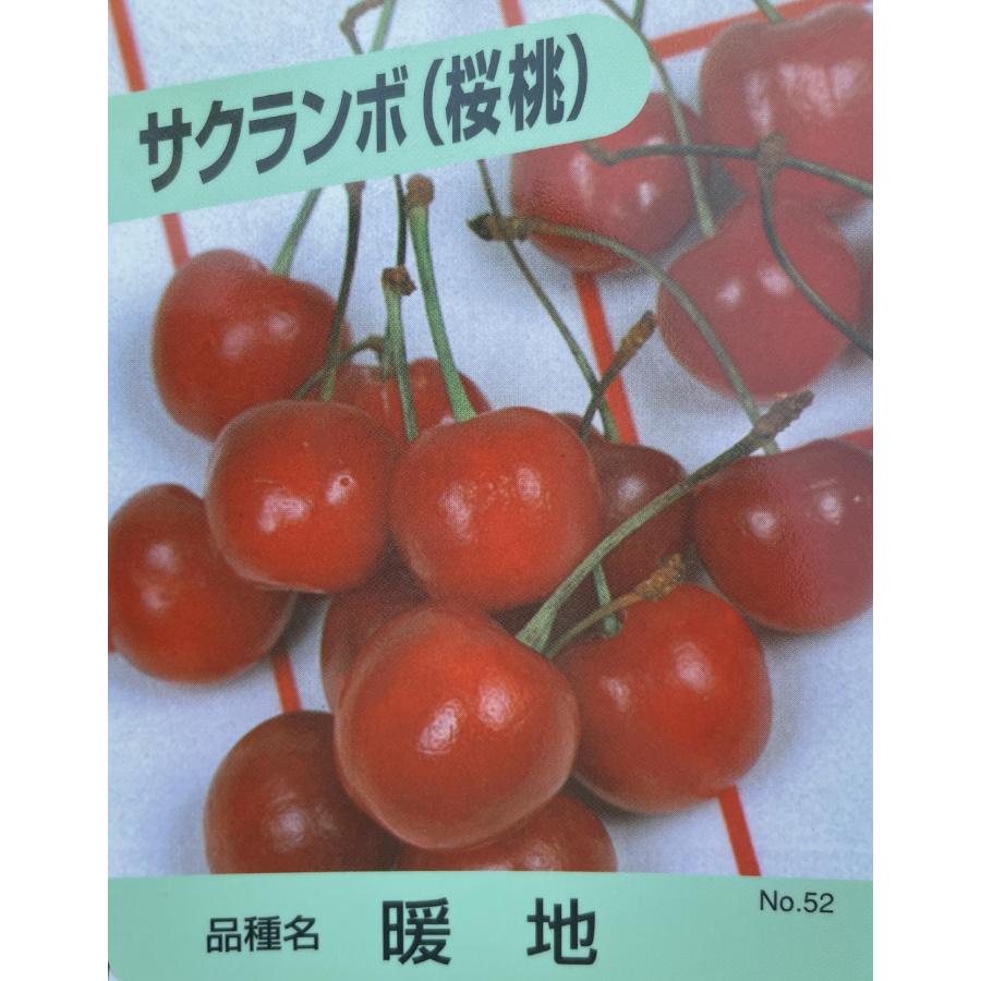 暖地さくらんぼ　約2.1ｍ　現品発送　一点物　豪華株　特大株　特大　苗木　大苗　さくらんぼの木　果樹　桜桃　オウトウ　送料無料｜daifukujyubyou｜04