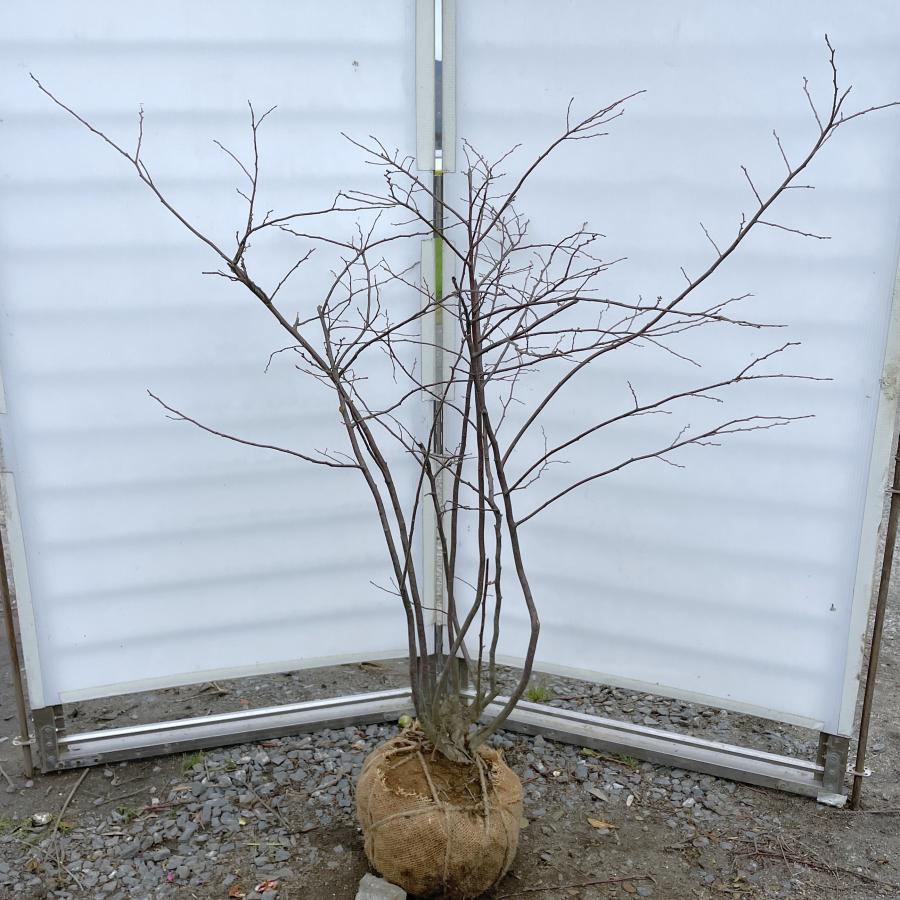 夏ハゼ 6本株立ち 約1.2m 現品発送 特大苗木 植木 大苗 ナツハゼ