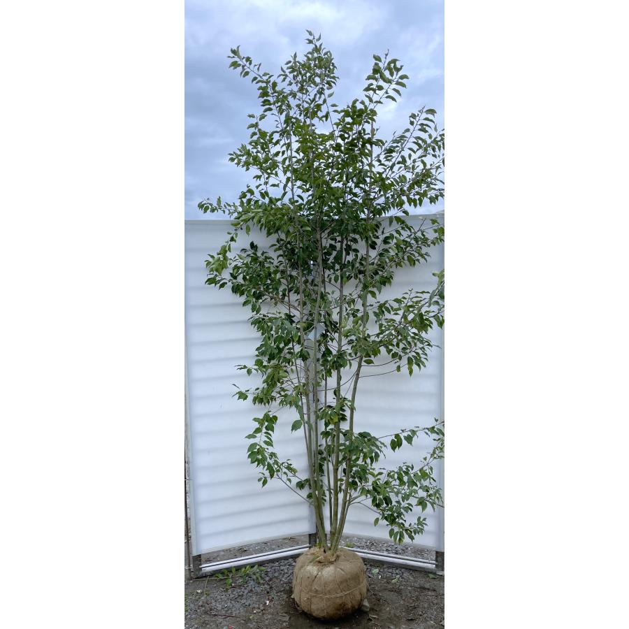 ソヨゴの木 6本株立ち 約2.7m 一点物 豪華株 現品販売 超特大株 植木 苗木 大苗 赤い実が成る木 常緑樹 送料無料 : 大福樹苗園 ...