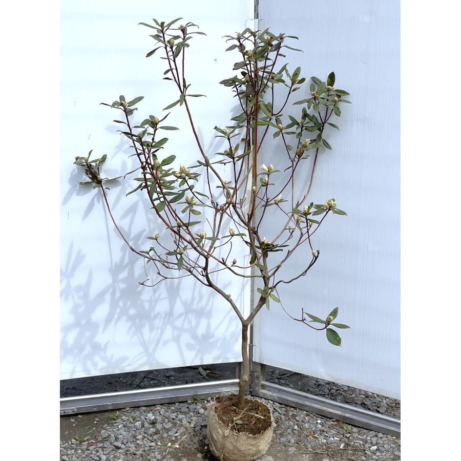 ピンクと黄花2色咲きシャクナゲ アンキャリー 約1.3m 現品発送 花色が