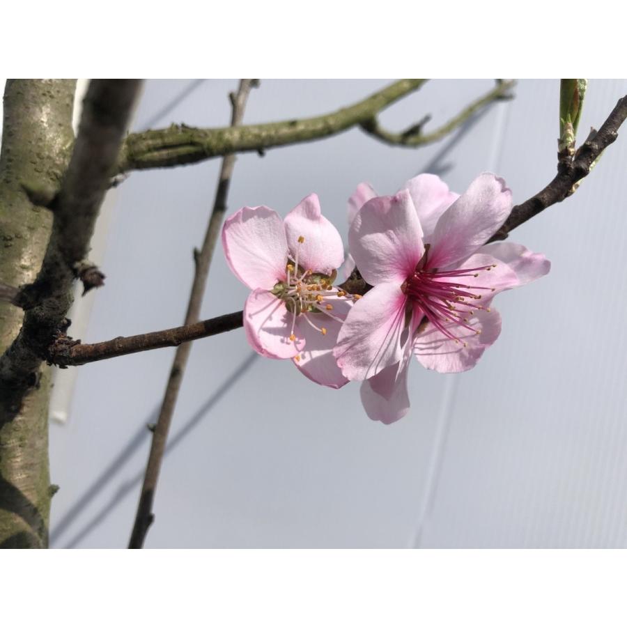 アーモンドの木　約２ｍ　現品発送　特大株　植木　苗木　大苗　桜の様な花が咲く果樹　送料無料｜daifukujyubyou｜02