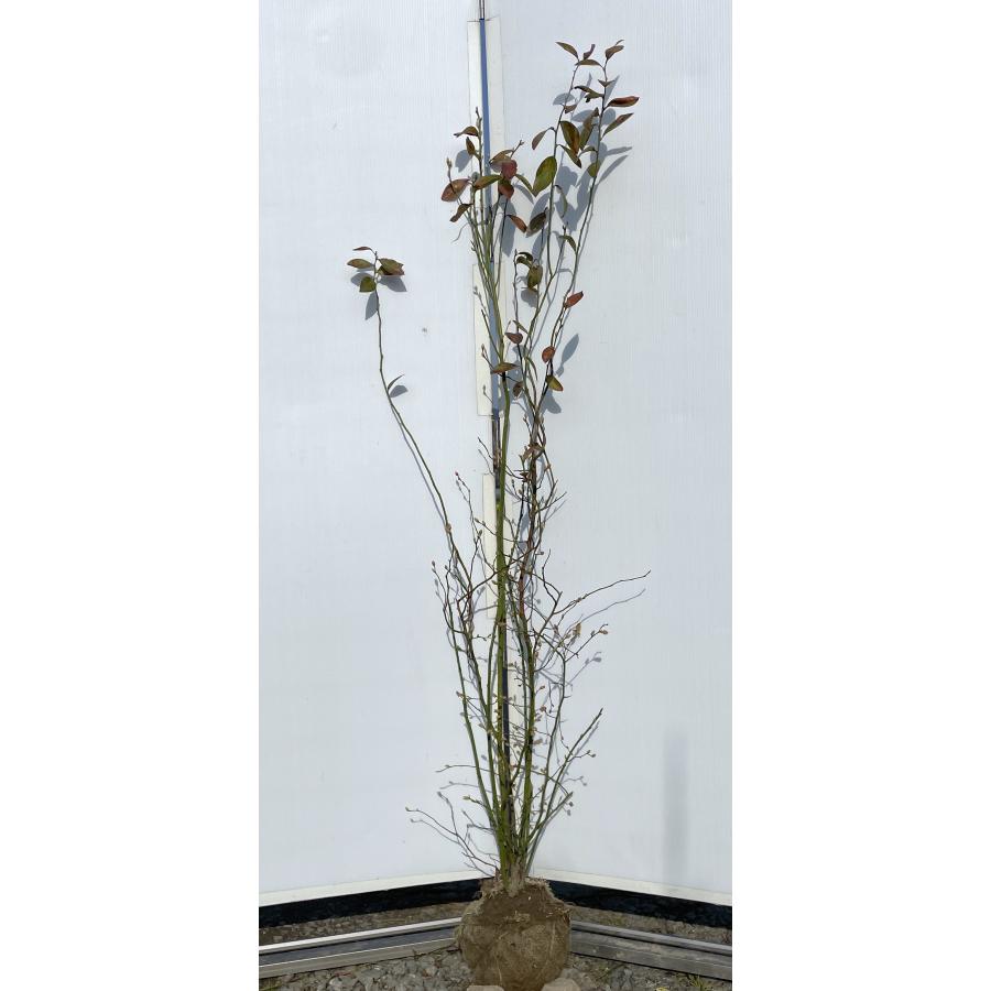 ブルーベリー ホームベル 株立ち 約1.6m 特大株 植木 苗木 大苗
