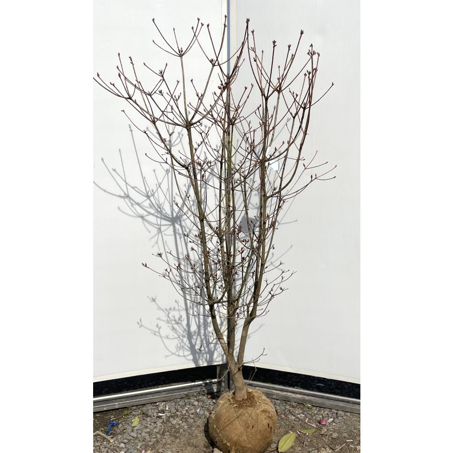 神宮ツツジ 株立ち 約1.6m 現品発送 超特大株 植木苗木大苗