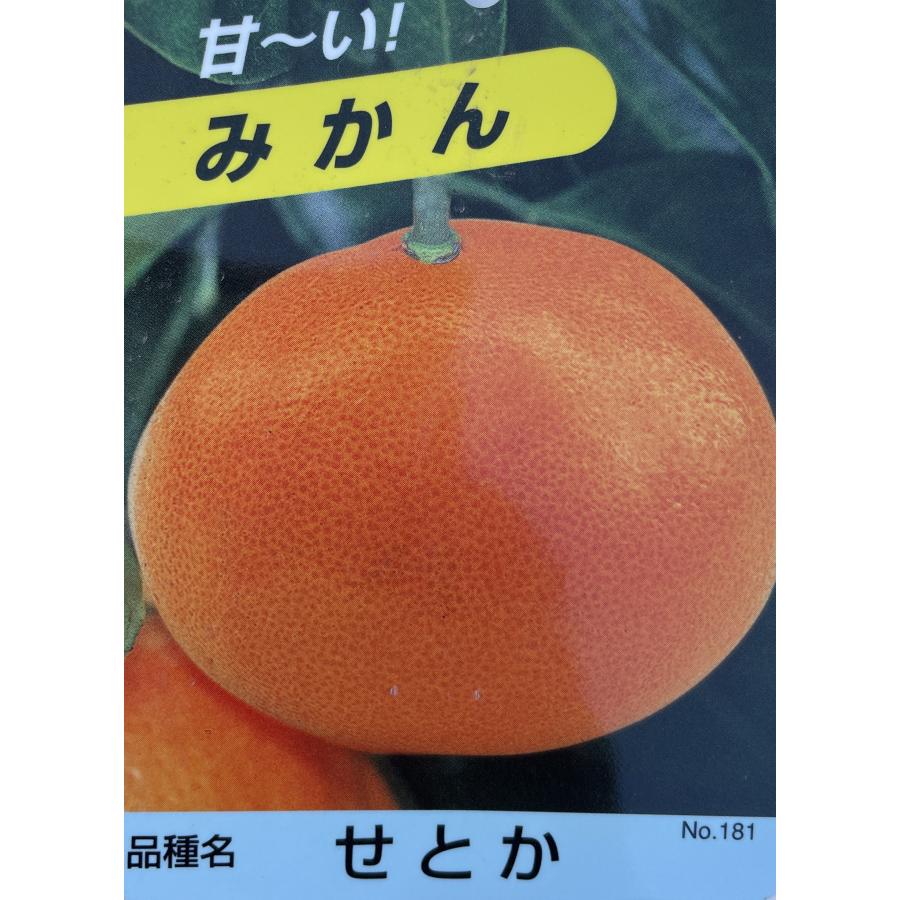 種苗登録温州みかんの木　せとか　約1.5ｍ　現品発送　特許を取得した温州ミカン　特大株　植木苗木大苗　果樹　ミカンの苗木　送料無料｜daifukujyubyou｜02