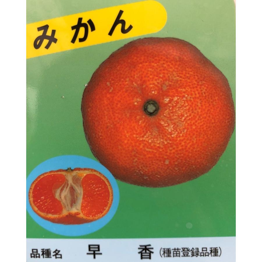 種苗登録温州みかんの木　早香　約1.3ｍ　現品発送　はやか　大実温州ミカン　特大株　植木苗木大苗　蜜柑の木　果樹　鉢植えミカンの苗木　送料無料｜daifukujyubyou｜02