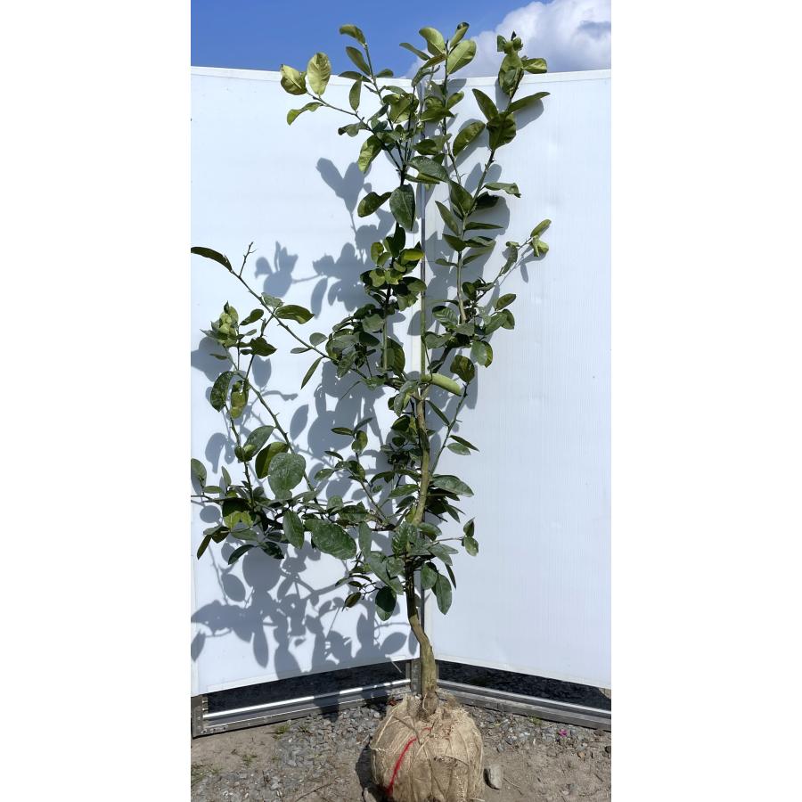 ジャンボレモンの木 約2m 現品発送 特大株 植木苗木大苗 檸檬の木