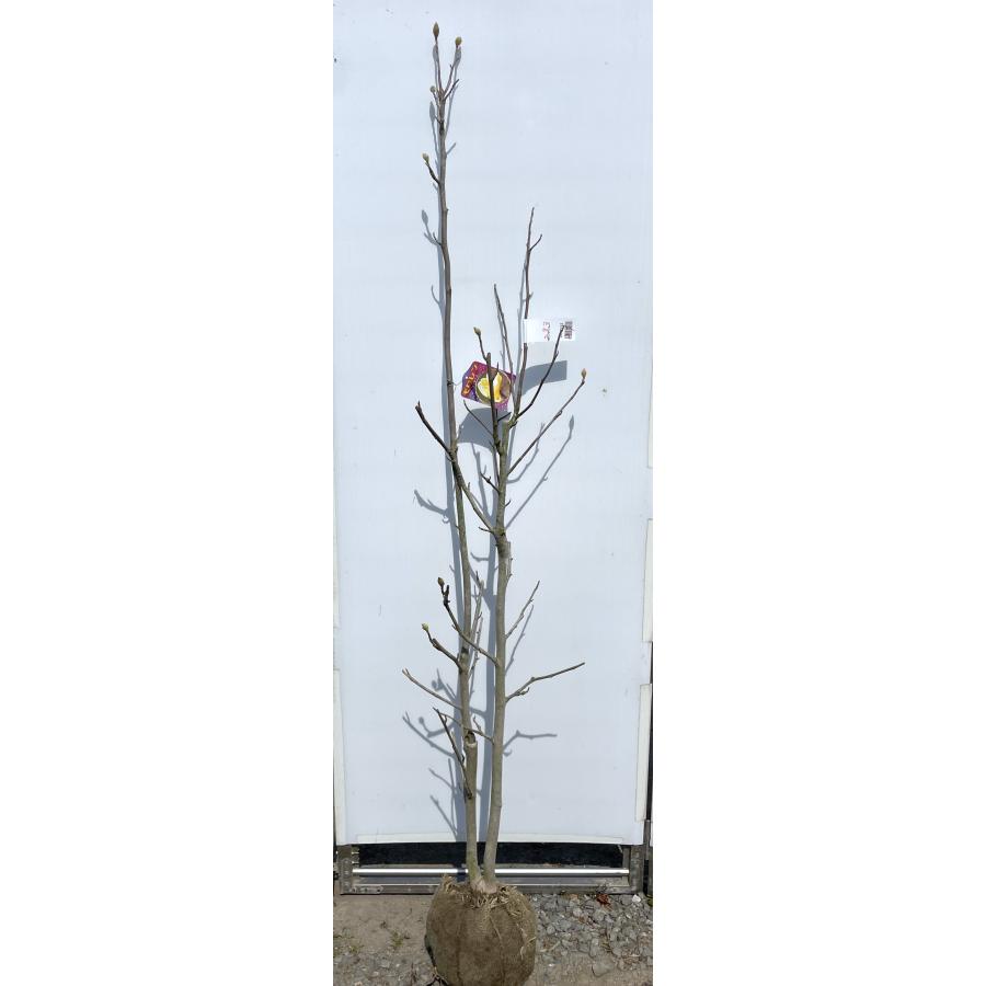 黄花モクレン エリザベス 株立ち 約1.7m 現品発送 特大植木苗木 黄花モクレン エリザベス 株立ち 約1.7m 現品発送 特大植木苗木