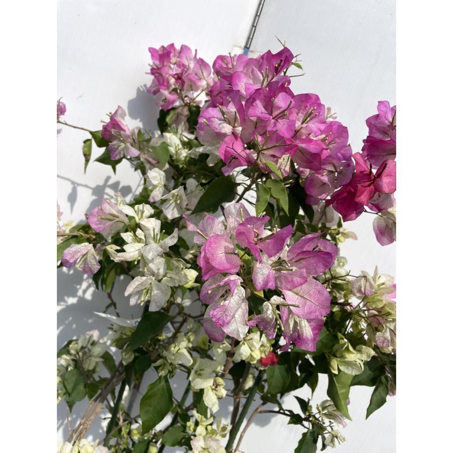 鉢植えブーゲンビレア ピンク 約1.7m 現品発送 特大株 植木苗木 鉢植えブーゲンビレア ピンク 約1.7m 現品発送 特大株 植木苗木