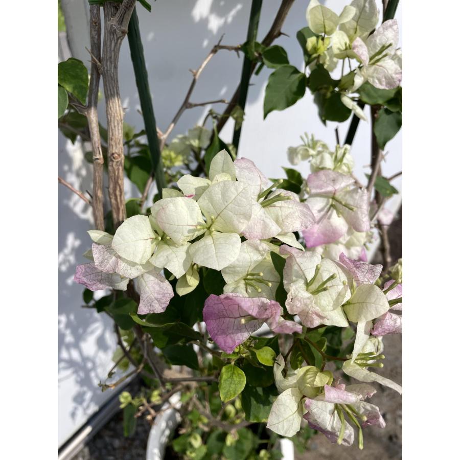 鉢植えブーゲンビレア ピンク 約1.7m 現品発送 特大株 植木苗木 鉢植えブーゲンビレア ピンク 約1.7m 現品発送 特大株 植木苗木