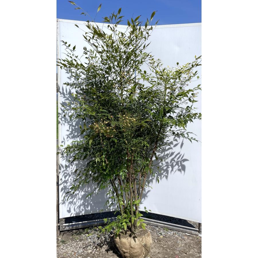 南天の木 白ナンテン 株立ち 約1.7m 現品発送 豪華株 特大株 植木