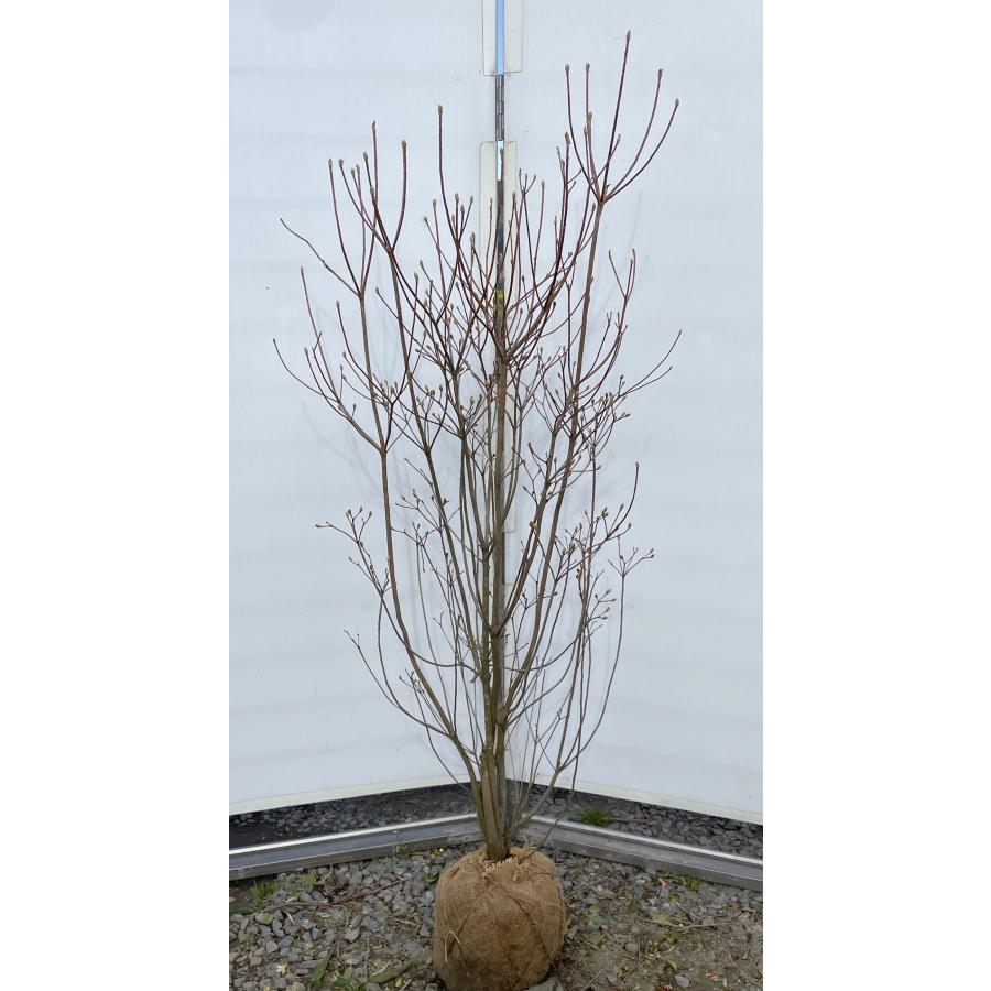 白花ミツバツツジ 株立ち 約1.4m 現品発送 特大植木苗木 白三つ葉 