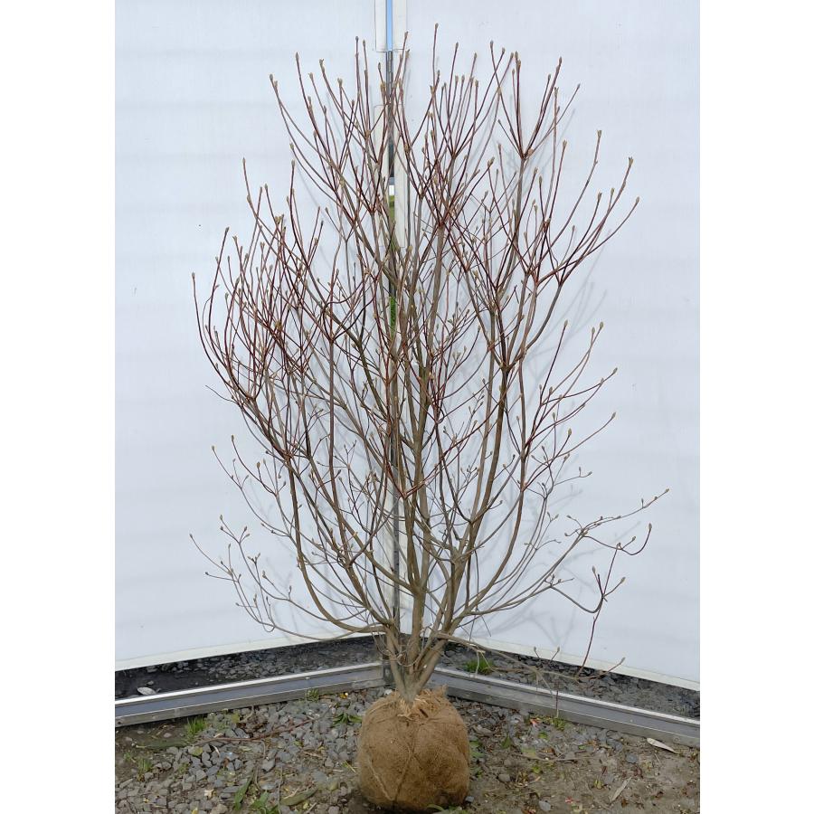 白花ミツバツツジ 株立ち 約1.5m 現品発送 特大植木苗木 白三つ葉